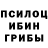 Галлюциногенные грибы Psilocybine cubensis Alesh Malesh